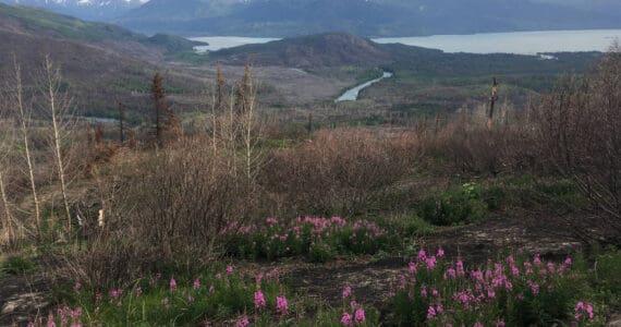 Skilak Lake can be seen from Hideout Trail in the Kenai National Wildlife Refuge on July 5, 2020, in Alaska. (Photograph by Jeff Helminiak/Peninsula Clarion)