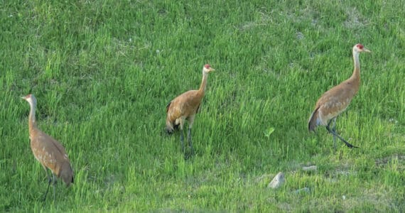 Delcenia Cosman/Homer News
A trio of sandhill cranes rambles around Grubstake Avenue on Sunday, June 16<ins>, 2024,</ins> in Homer<ins>, Alaska</ins>.