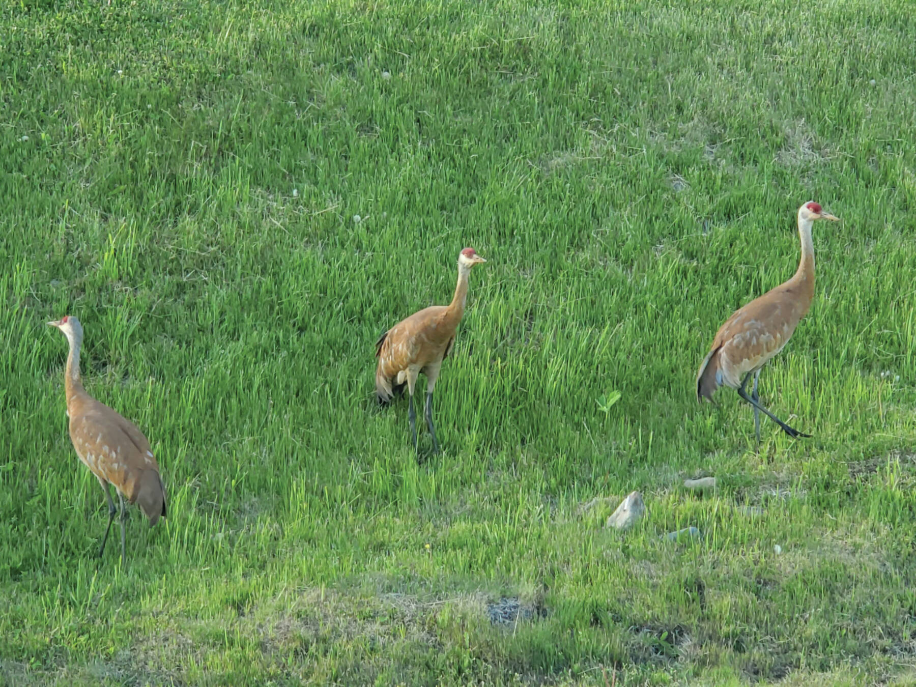 Delcenia Cosman/Homer News
A trio of sandhill cranes rambles around Grubstake Avenue on Sunday, June 16<ins>, 2024,</ins> in Homer<ins>, Alaska</ins>.