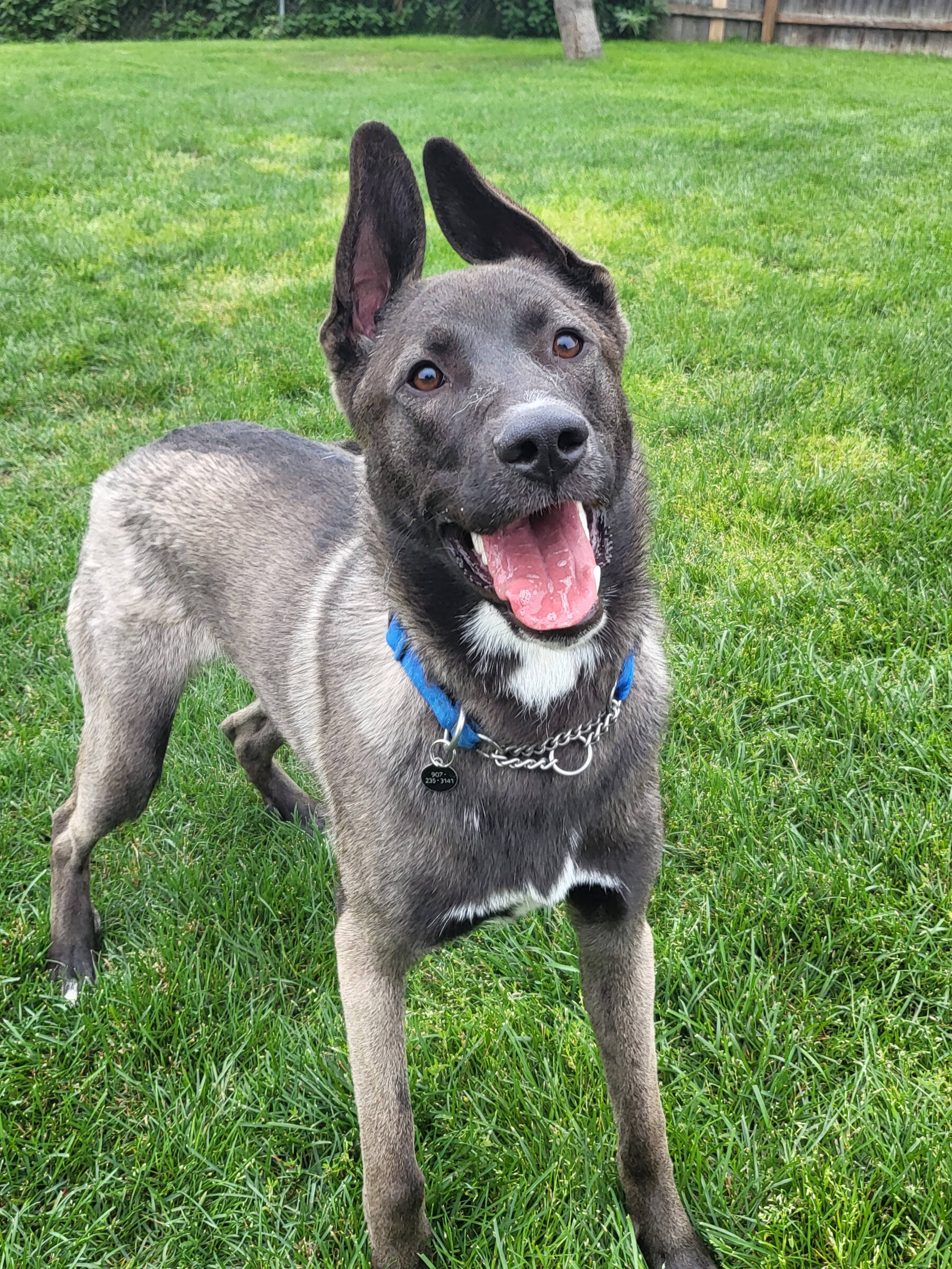 Bear, 8-month-old male. Photo courtesy of Homer Animal Shelter