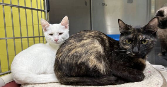 The Judds: Naomi and Wynonna, approximately 1.5-year-old and 4.5-month-old females. Photo courtesy of Homer Animal Shelter