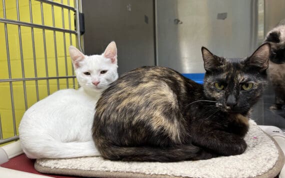 The Judds: Naomi and Wynonna, approximately 1.5-year-old and 4.5-month-old females. Photo courtesy of Homer Animal Shelter