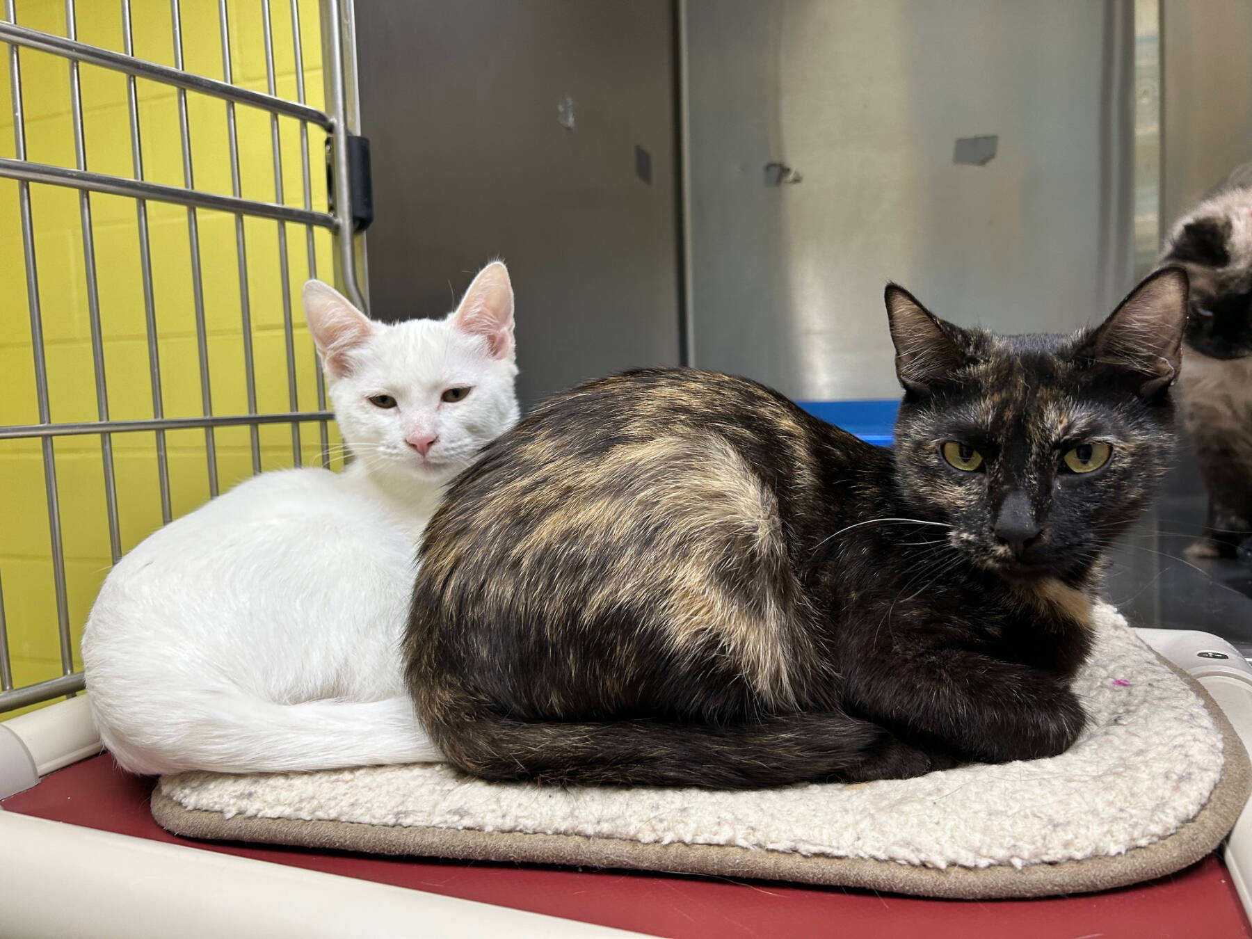 The Judds: Naomi and Wynonna, approximately 1.5-year-old and 4.5-month-old females. Photo courtesy of Homer Animal Shelter