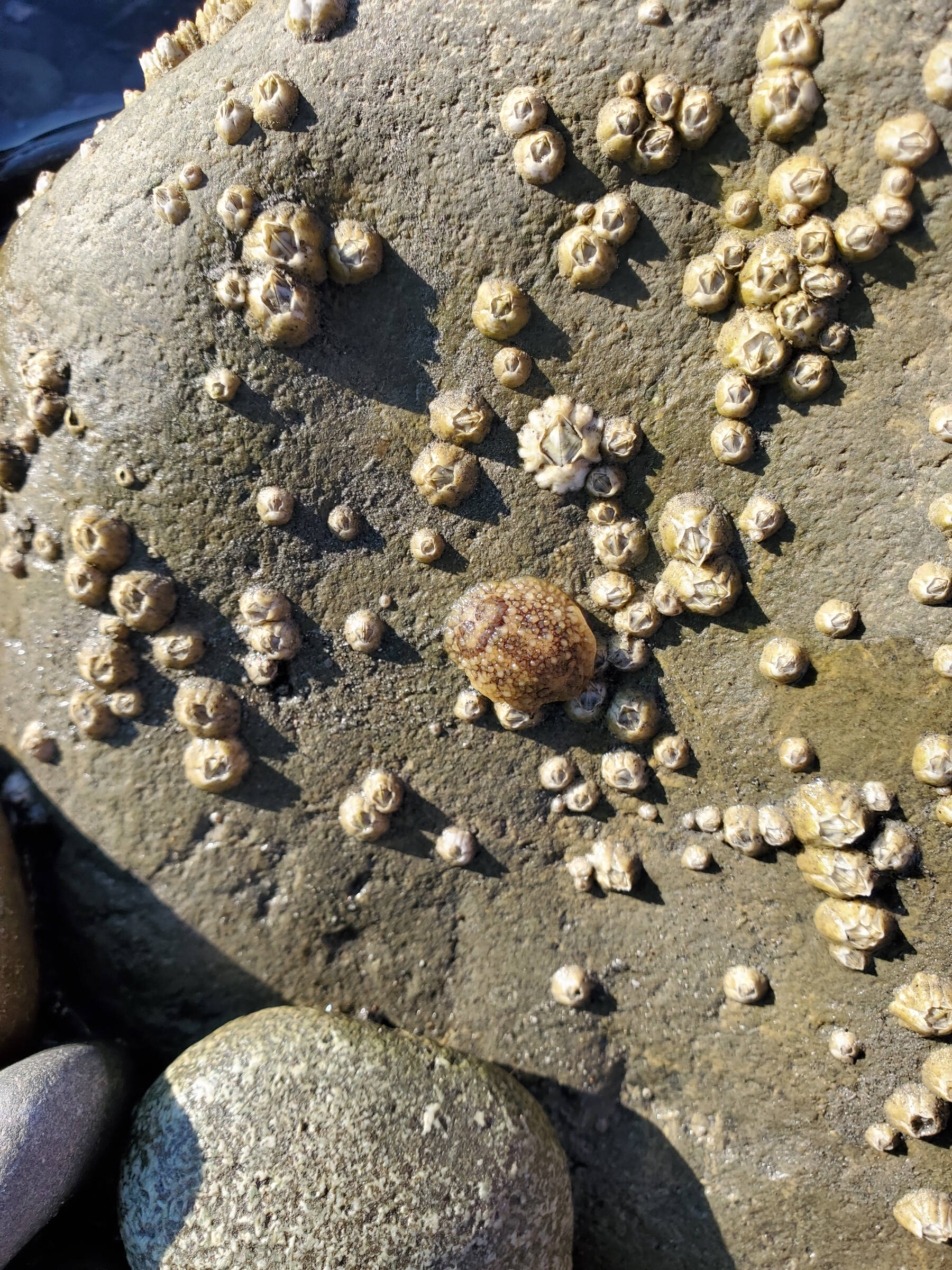 A nudibranch and barnacles cling to a rock during low tide on the Homer Spit beach on Saturday, Aug. 3, 2024, in Homer, Alaska. (Delcenia Cosman/Homer News)