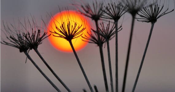 "Pushki Sunset" by Lorna Branzuela is on display through September at Fireweed Gallery in Homer, Alaska. Photo provided by Fireweed Gallery