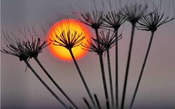 "Pushki Sunset" by Lorna Branzuela is on display through September at Fireweed Gallery in Homer, Alaska. Photo provided by Fireweed Gallery