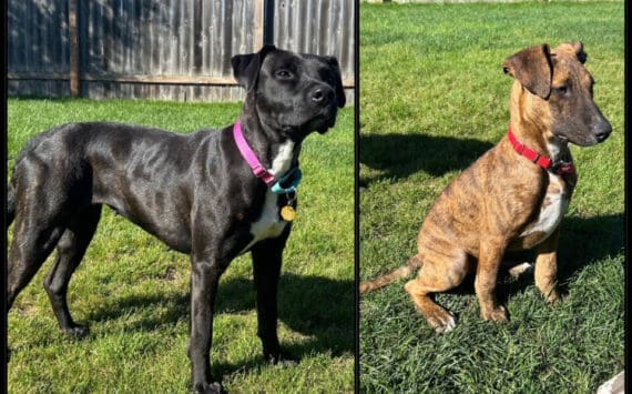 Uma, 1-year-old female, and Maya, 4- or 6-month-old female. Photo courtesy of Homer Animal Shelter