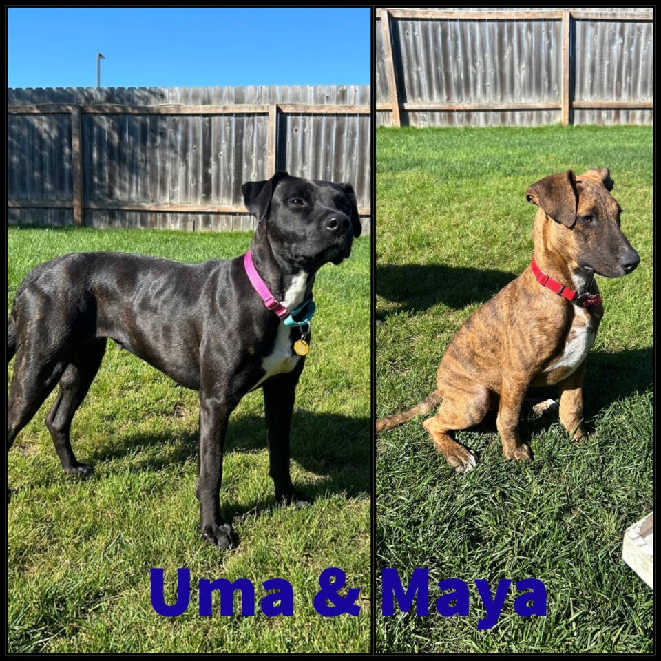 Uma, 1-year-old female, and Maya, 4- or 6-month-old female. Photo courtesy of Homer Animal Shelter