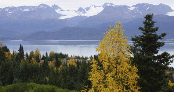 Birch trees have begun to turn yellow in this view of the Maria Road area and across Kachemak Bay as seen on Sunday, Sept. 18, 2022, from Old East End Road near McNeil Canyon, Alaska. (Photo by Michael Armstrong/Homer News)