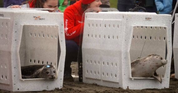 Seals poke their heads out of kennels while being released from the Alaska SeaLife Center’s Wildlife Response Program at North Kenai Beach in Kenai, Alaska, on Thursday, Sept. 5, 2024. (Jake Dye/Peninsula Clarion)