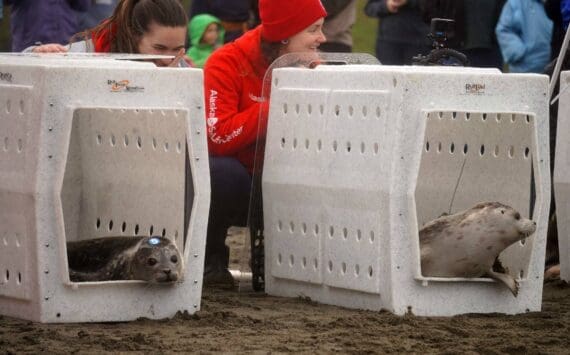 Seals poke their heads out of kennels while being released from the Alaska SeaLife Center’s Wildlife Response Program at North Kenai Beach in Kenai, Alaska, on Thursday, Sept. 5, 2024. (Jake Dye/Peninsula Clarion)