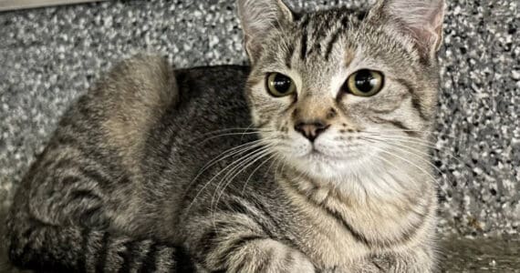 Maggie, Bart and Lisa Simpson, four-month-old kittens. Photo courtesy of Homer Animal Shelter