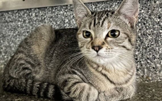 Maggie, Bart and Lisa Simpson, four-month-old kittens. Photo courtesy of Homer Animal Shelter