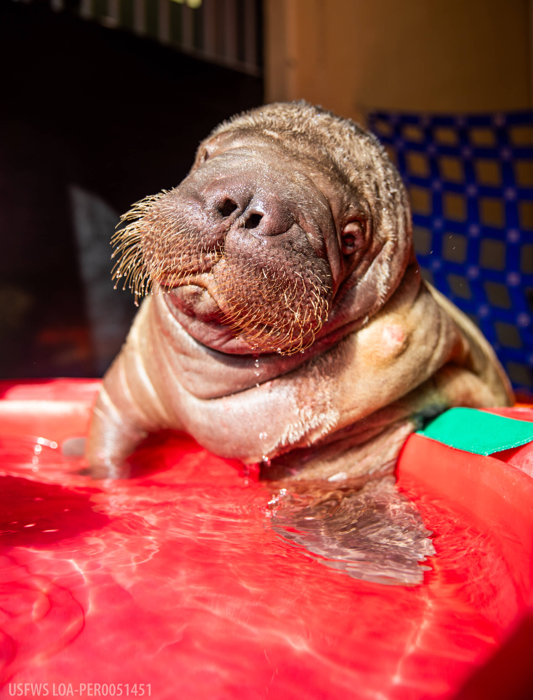 Ukiaq, an orphaned Pacific walrus calf, rescued in Utqiagvik, Alaska in July 2024, is rehomed to SeaWorld Orlando on Sept. 18, 2024. Photo by the Alaska SeaLife Center