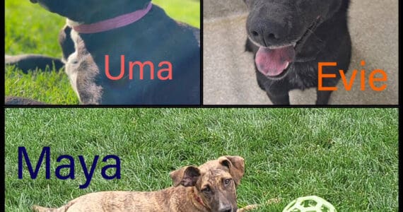 Uma, Maya, Evie — females ranging from 7 months old to 1.25 years old. Photo courtesy of Homer Animal Shelter