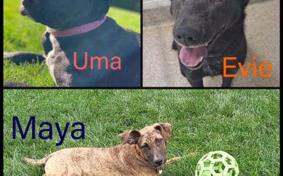 Uma, Maya, Evie — females ranging from 7 months old to 1.25 years old. Photo courtesy of Homer Animal Shelter