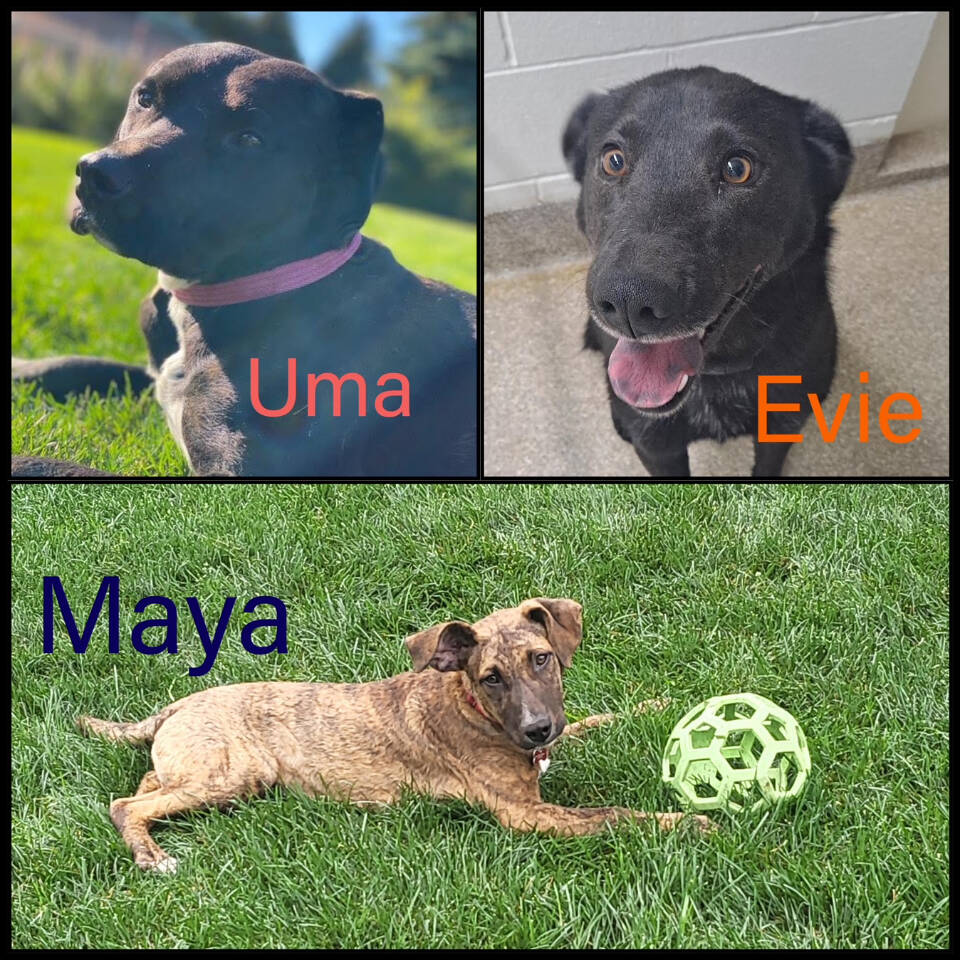 Uma, Maya, Evie — females ranging from 7 months old to 1.25 years old. Photo courtesy of Homer Animal Shelter