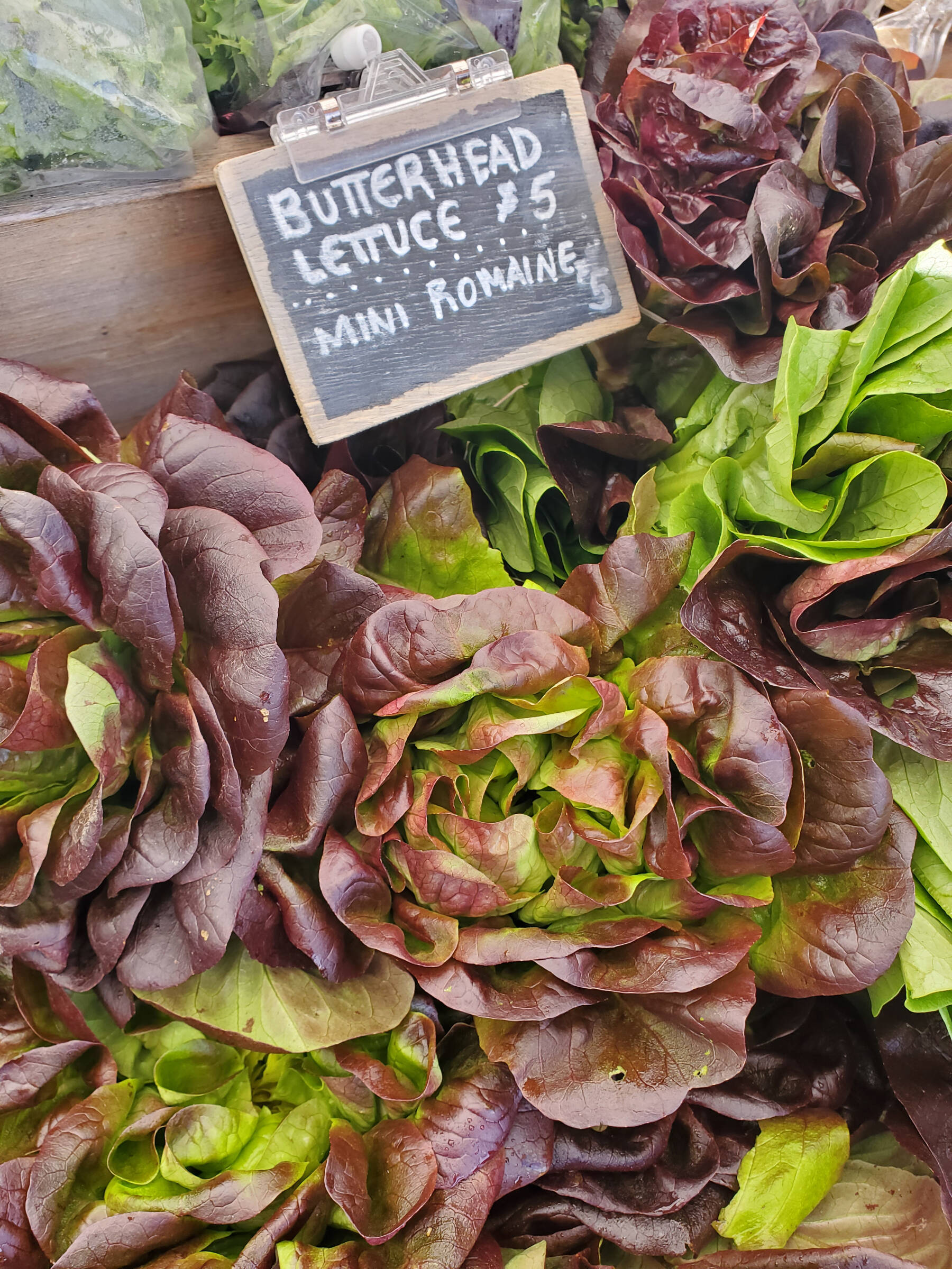 Fresh-picked lettuces are for sale at the final Homer Farmers Market of the year on Saturday, Sept. 28, 2024, in Homer, Alaska. (Delcenia Cosman/Homer News)