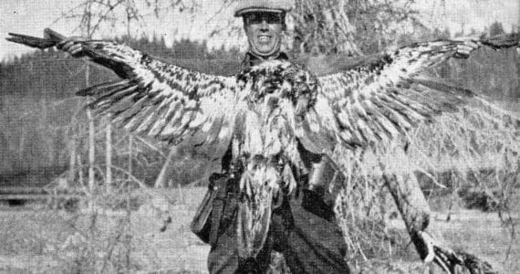 This photo of Warren Melville Nutter, holding a dead juvenile bald eagle that he shot for the bounty, appeared in the May 1938 edition of The Alaska Sportsman Magazine. The photo was probably taken near the mouth of Hidden Creek on Skilak Lake.