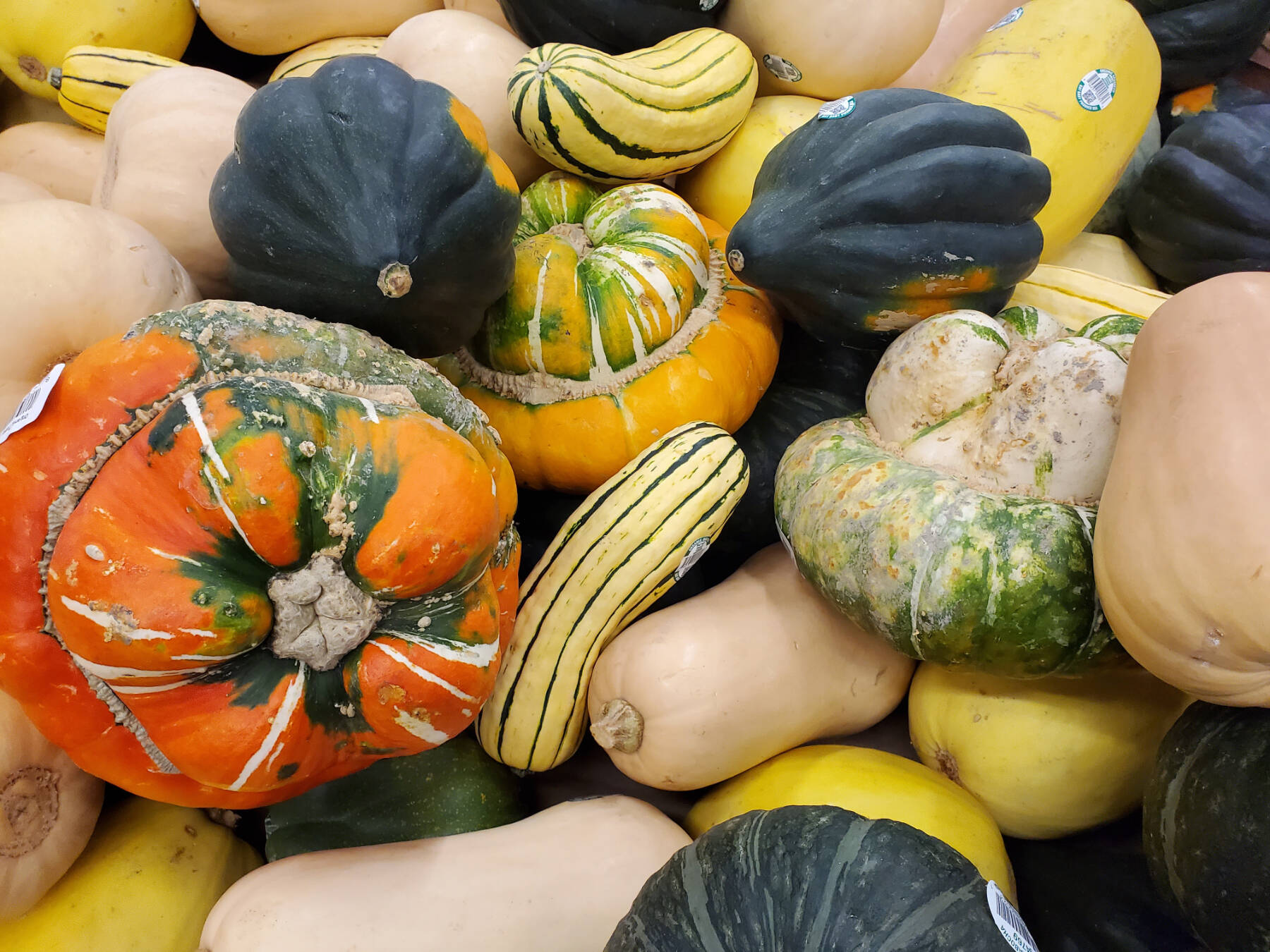 A variety of colorful pumpkins and squashes are are part of a seasonal sales display at Safeway on Thursday, Oct. 3, 2024, in Homer, Alaska. (Delcenia Cosman/Homer News)