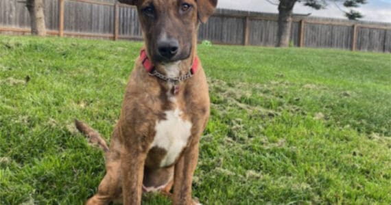 Maya, 7-month-old female. Photo courtesy of Homer Animal Shelter