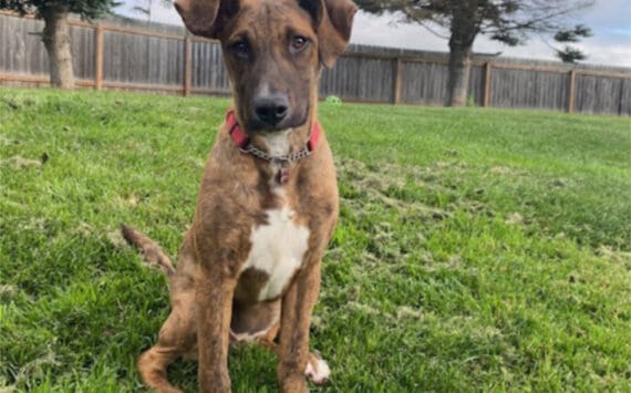 Maya, 7-month-old female. Photo courtesy of Homer Animal Shelter