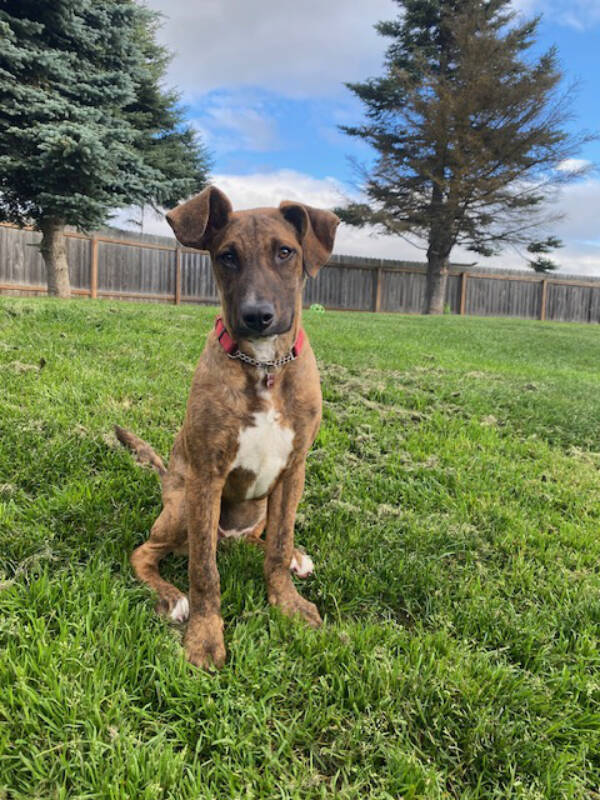 Maya, 7-month-old female. Photo courtesy of Homer Animal Shelter