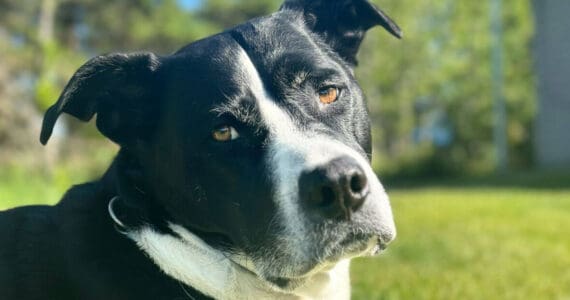 Baisden family dog, Tug, is photographed in this undated photo. (Photo courtesy Rhonda Baisden)