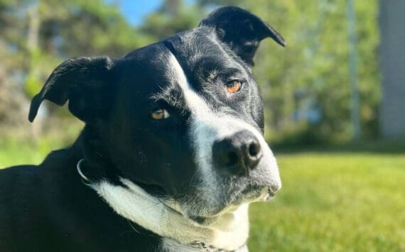 Baisden family dog, Tug, is photographed in this undated photo. (Photo courtesy Rhonda Baisden)