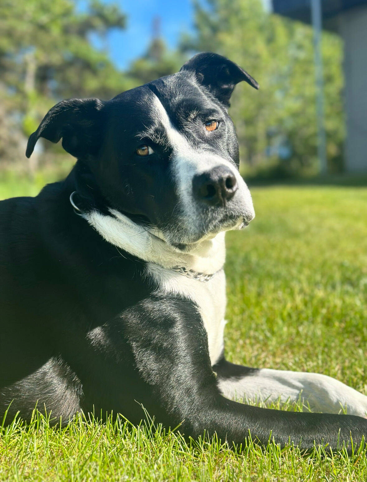 Baisden family dog, Tug, is photographed in this undated photo. (Photo courtesy Rhonda Baisden)