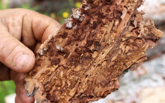 A spruce bark beetle is seen on the underside of a piece of bark taken from logs stacked near Central Peninsula Landfill on Thursday, July 1, 2021, near Soldotna, Alaska. (Ashlyn O’Hara/Peninsula Clarion)