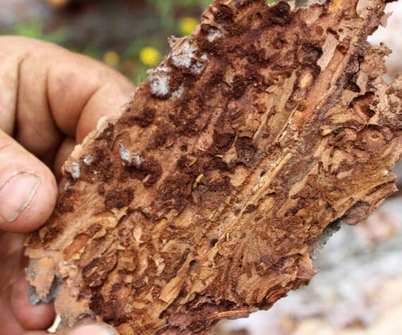 A spruce bark beetle is seen on the underside of a piece of bark taken from logs stacked near Central Peninsula Landfill on Thursday, July 1, 2021, near Soldotna, Alaska. (Ashlyn O’Hara/Peninsula Clarion)