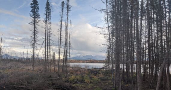 Photo by Erin Thompson/Peninsula Clarion
Downed trees are seen in the Kenai National Wildlife Refuge in September 2020.