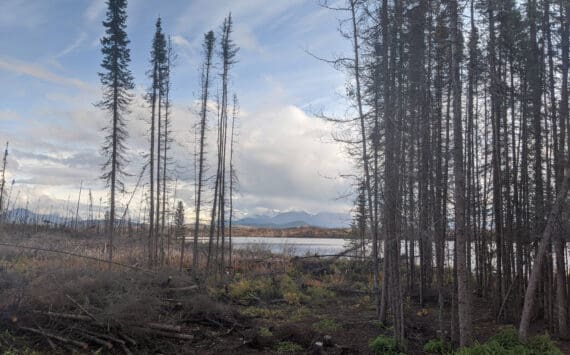 Photo by Erin Thompson/Peninsula Clarion
Downed trees are seen in the Kenai National Wildlife Refuge in September 2020.