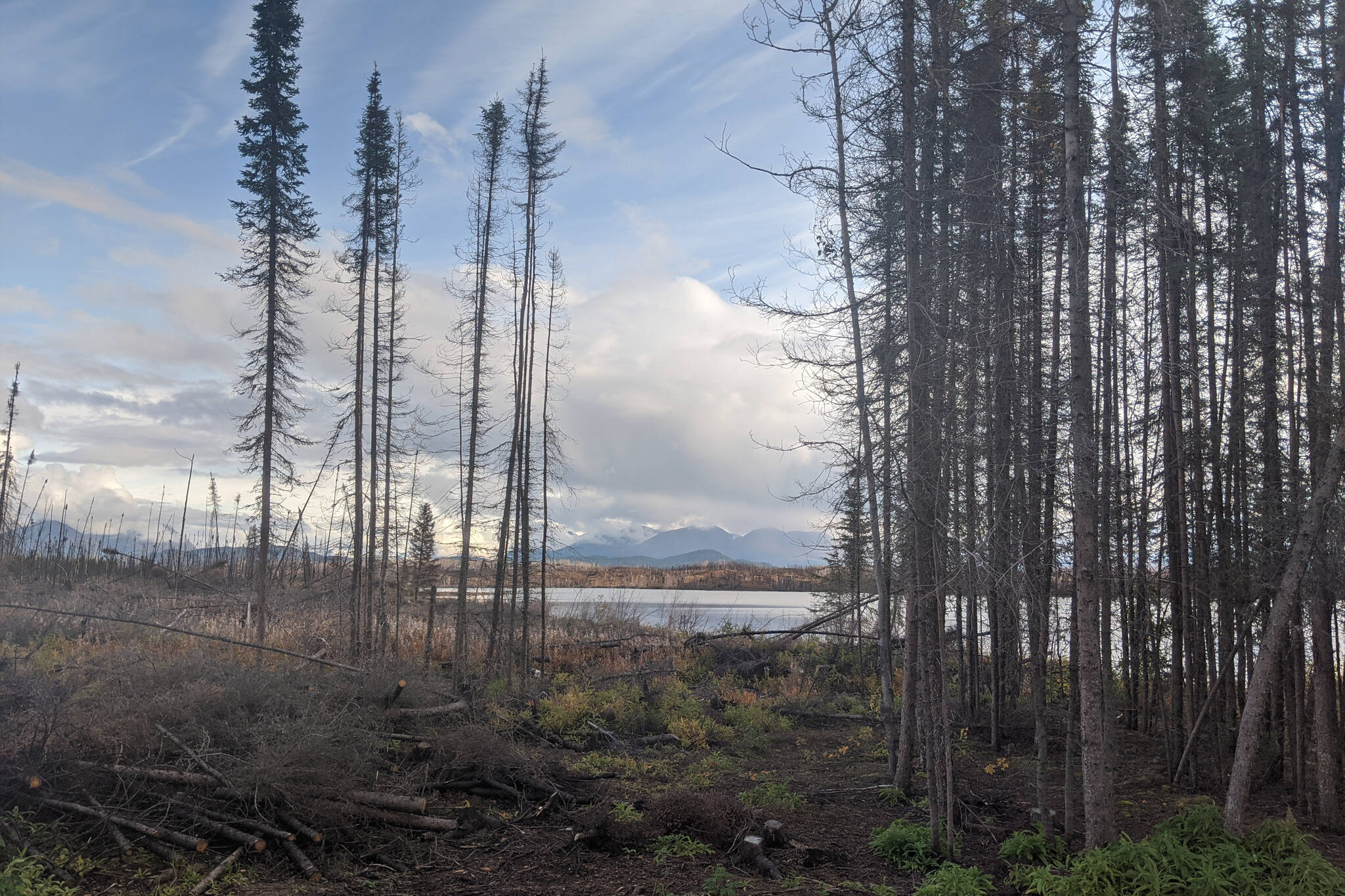 Photo by Erin Thompson/Peninsula Clarion
Downed trees are seen in the Kenai National Wildlife Refuge in September 2020.