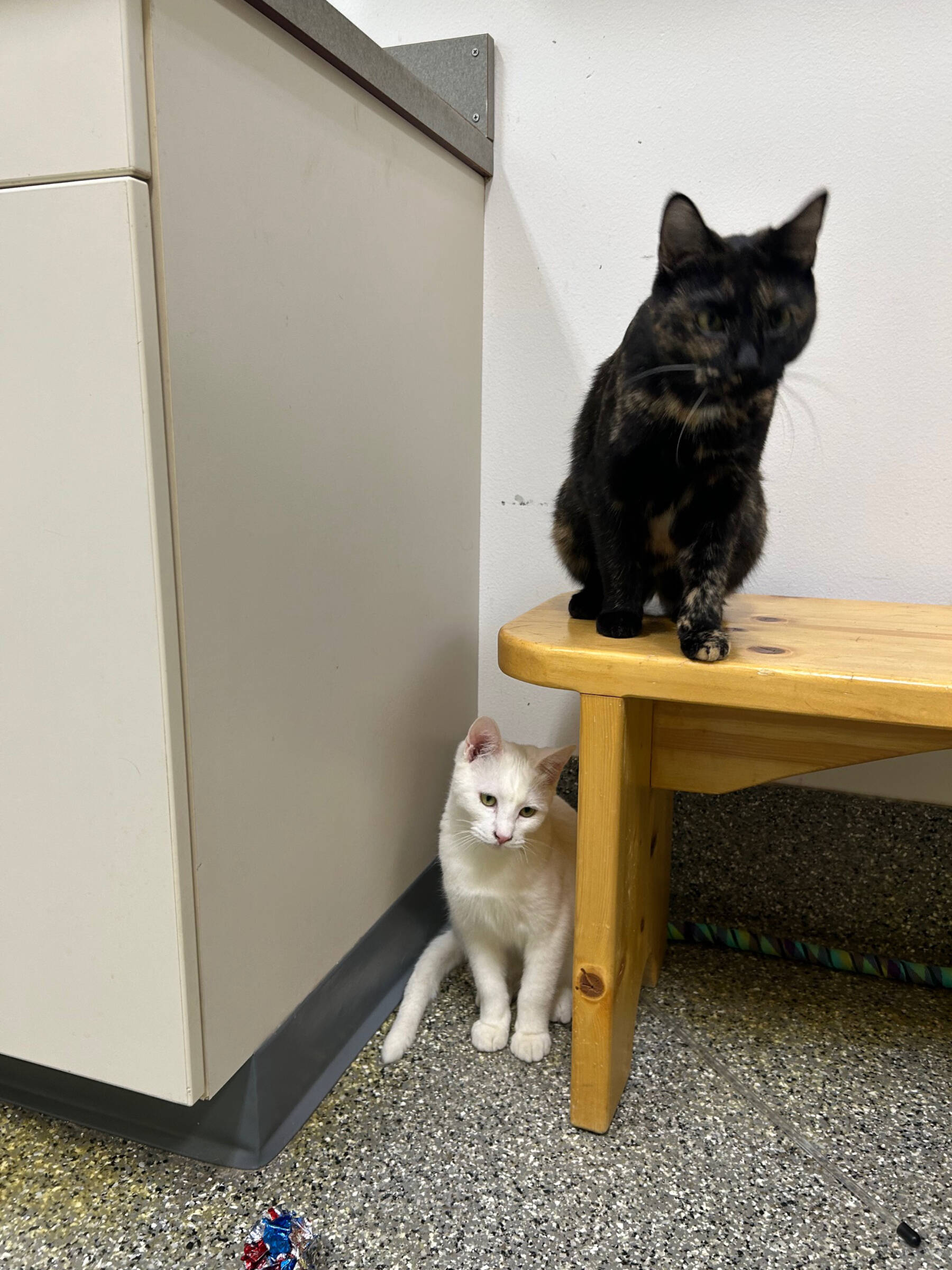 Naomi and Wynonna Judd, 1.5-year-old and 6-month-old females. Photo courtesy of Homer Animal Shelter