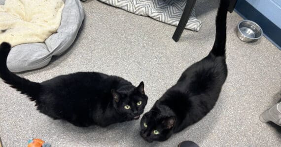 Twink and Dink, 8-year-old sisters. Photo courtesy of Homer Animal Shelter