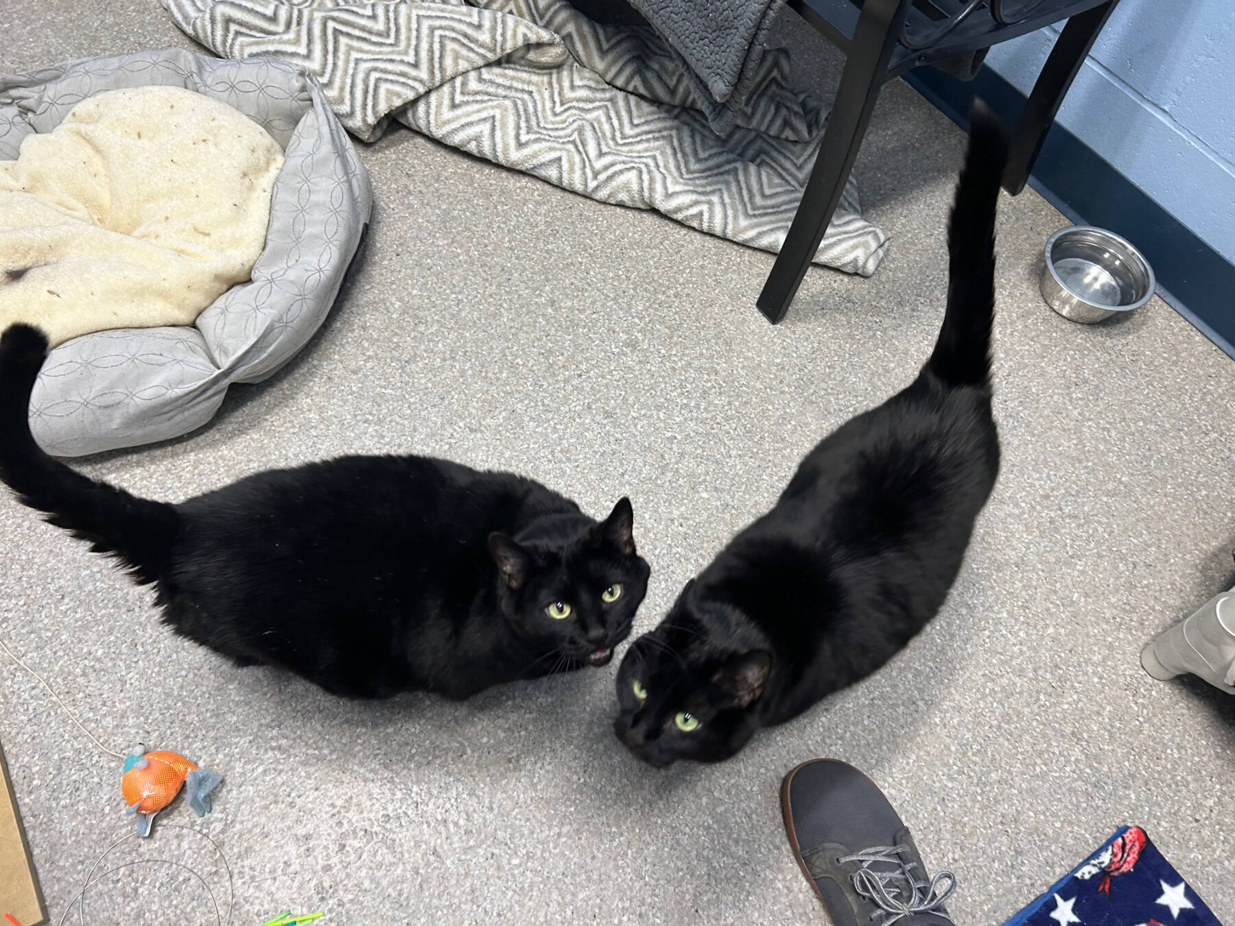 Twink and Dink, 8-year-old sisters. Photo courtesy of Homer Animal Shelter