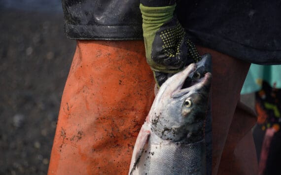 Sockeye salmon are gathered together at a test site for selective harvest setnet gear in Kenai, Alaska, on Tuesday, July 25, 2023. (Jake Dye/Peninsula Clarion)