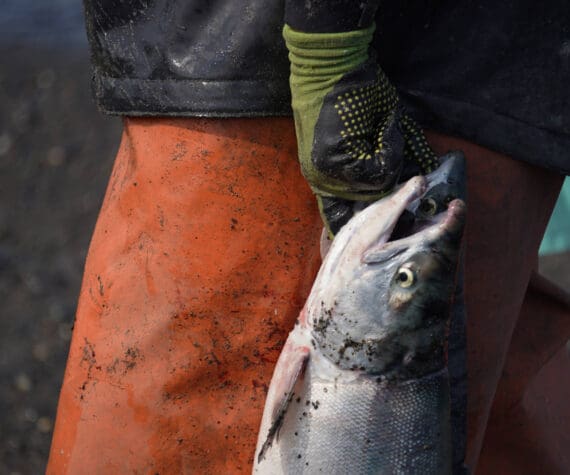 Sockeye salmon are gathered together at a test site for selective harvest setnet gear in Kenai, Alaska, on Tuesday, July 25, 2023. (Jake Dye/Peninsula Clarion)