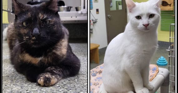 The Judds: Naomi, 1.75-year-old female and Wynonna, 6-month-old female. Photo courtesy of Homer Animal Shelter