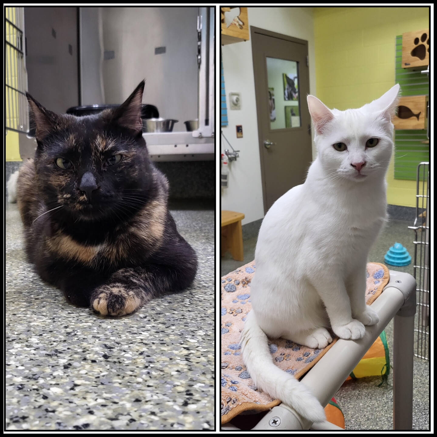 The Judds: Naomi, 1.75-year-old female and Wynonna, 6-month-old female. Photo courtesy of Homer Animal Shelter