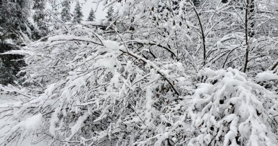 Heavy snow weighs down whole trees on Sunday, Nov. 3, 2024, in Anchor Point, Alaska. (Delcenia Cosman/Homer News)