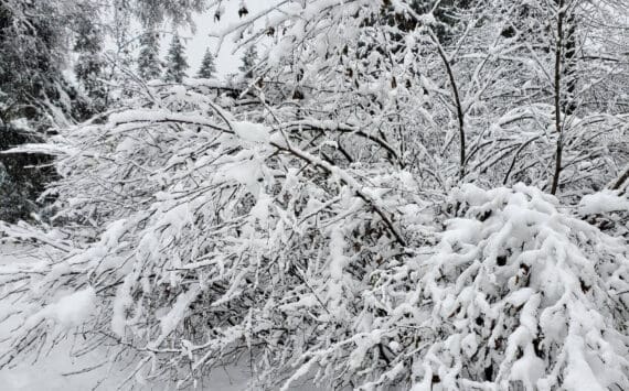 Heavy snow weighs down whole trees on Sunday, Nov. 3, 2024, in Anchor Point, Alaska. (Delcenia Cosman/Homer News)