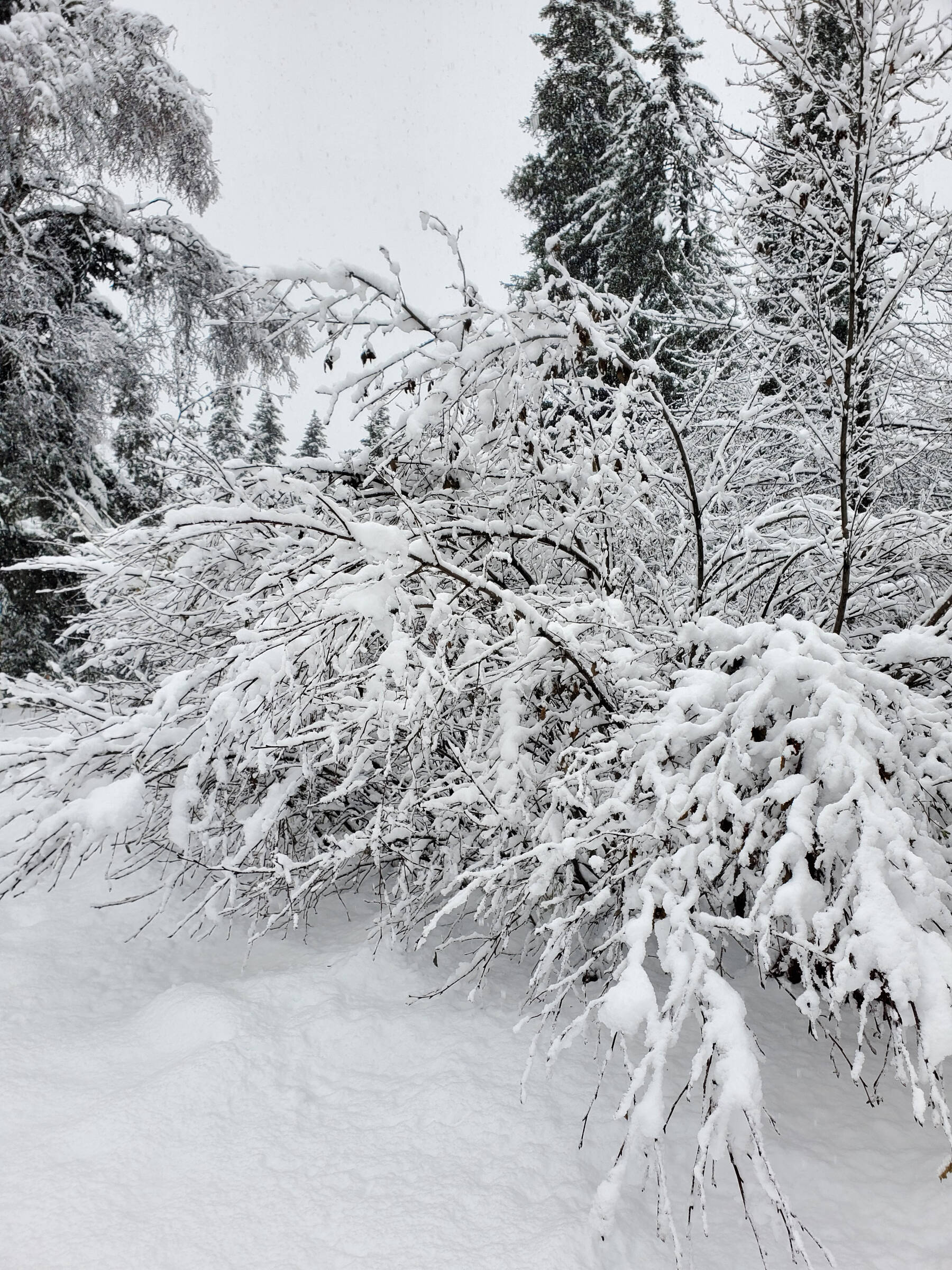 Heavy snow weighs down whole trees on Sunday, Nov. 3, 2024, in Anchor Point, Alaska. (Delcenia Cosman/Homer News)