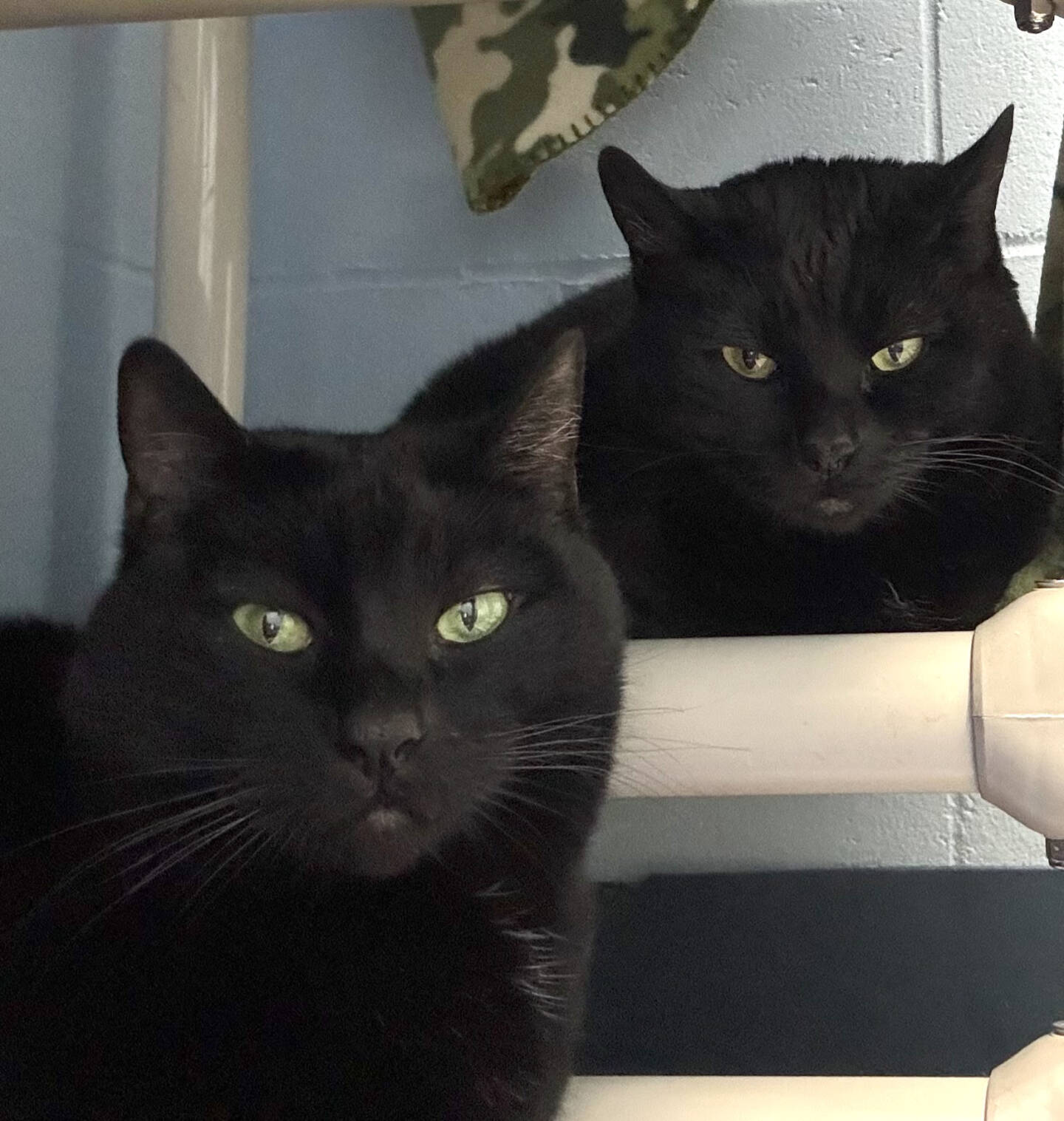 Twink and Dink, 8-year-old sisters. Photo courtesy of Homer Animal Shelter