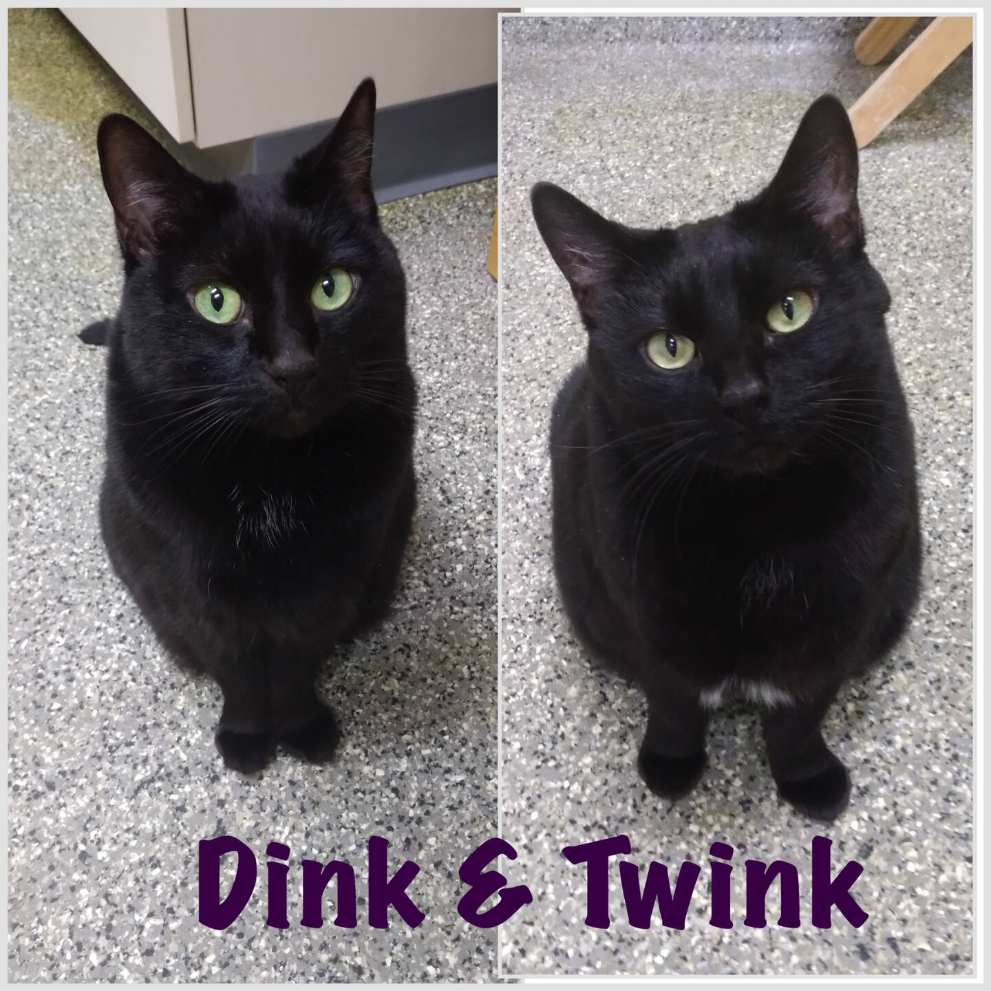 Twink and Dink, 8-year-old sisters. Photo courtesy of Homer Animal Shelter