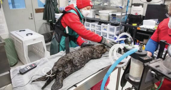 Photo by Kaiti Grant/courtesy Alaska SeaLife Center
Alaska SeaLife Center Wildlife Response Team members treat a juvenile northern sea otter that was admitted for care on Nov. 16 in Seward.