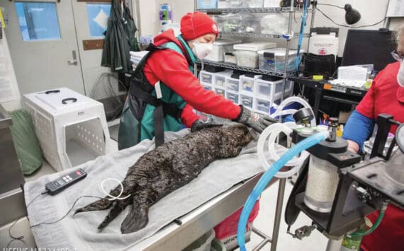 Photo by Kaiti Grant/courtesy Alaska SeaLife Center
Alaska SeaLife Center Wildlife Response Team members treat a juvenile northern sea otter that was admitted for care on Nov. 16 in Seward.