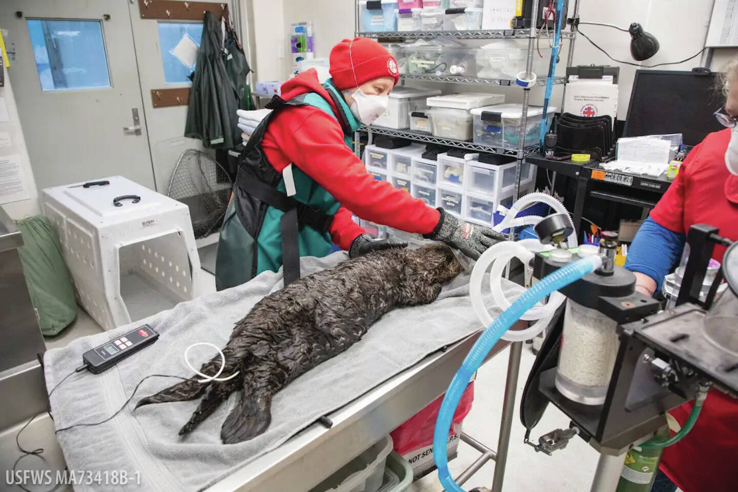 Sealife Center Admits Juvenile Sea Otter Homer News